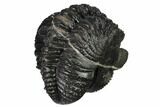 Really Nice, Enrolled Drotops Trilobite - About Around #171562-5